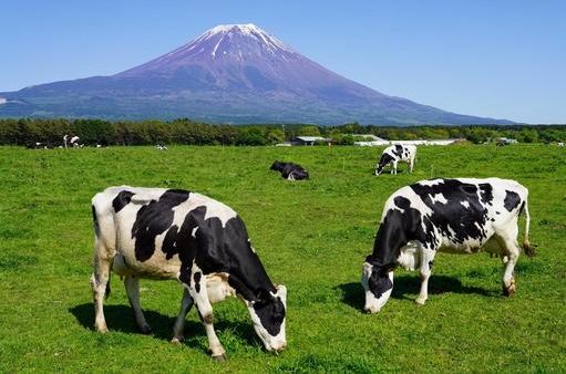 静岡県のおすすめドライブルート：【富士山・朝霧高原エリア】絶景と自然を楽しむドライブコース