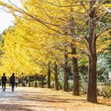 埼玉県のおすすめドライブルート：【秩父・長瀞エリア】自然と歴史を巡るドライブコース